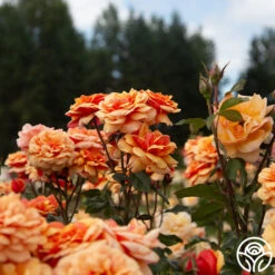 About Face™ -FloraFinesse Shop About Face 02