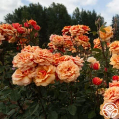 About Face™ -FloraFinesse Shop About Face 03