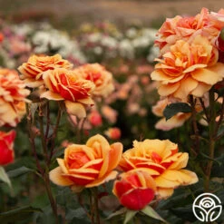 About Face™ -FloraFinesse Shop About Face 05