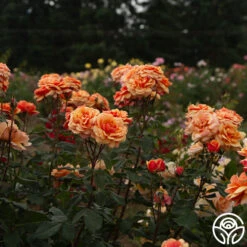 About Face™ -FloraFinesse Shop About Face 06