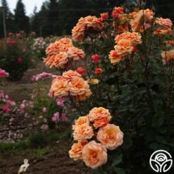 About Face™ -FloraFinesse Shop About Face 07