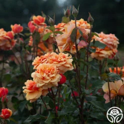 About Face™ -FloraFinesse Shop About Face 08