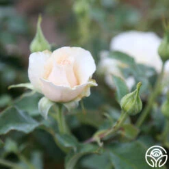 Adriana -FloraFinesse Shop Adriana 3