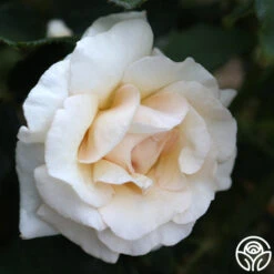 Front Page -FloraFinesse Shop Adriana 5