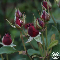 Alec's Red® 23 Alec's Red® -FloraFinesse Shop Alec s Red 11