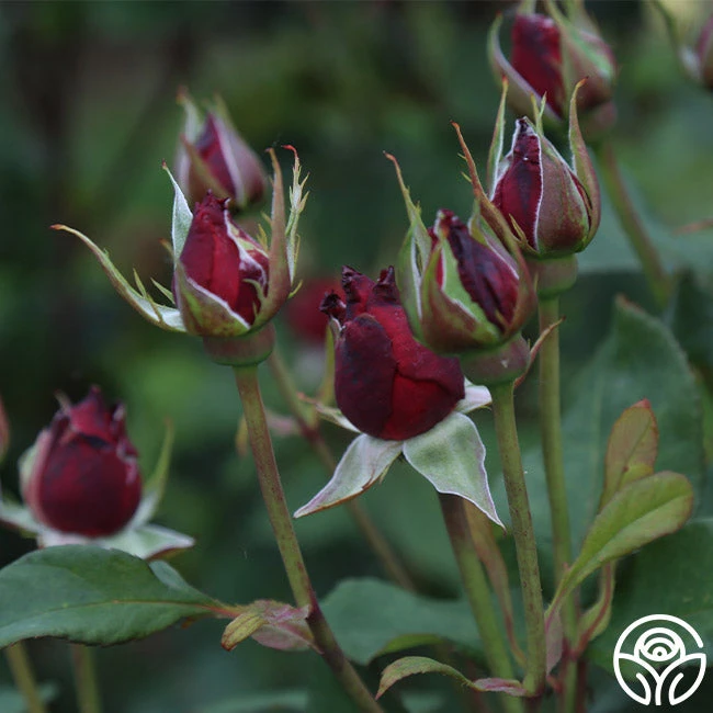 Alec's Red® 10 Alec's Red® - Image 10