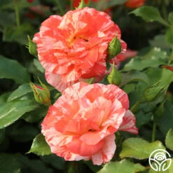 Alfred Sisley -FloraFinesse Shop Alfred Sisley 12