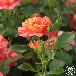 Alfred Sisley -FloraFinesse Shop Alfred Sisley 14