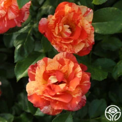 Alfred Sisley -FloraFinesse Shop Alfred Sisley 15