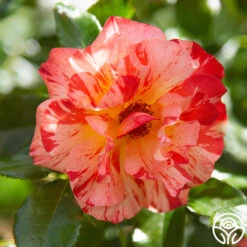 Alfred Sisley -FloraFinesse Shop Alfred Sisley011