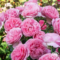 All Dressed Up™ -FloraFinesse Shop All Dressed up 2