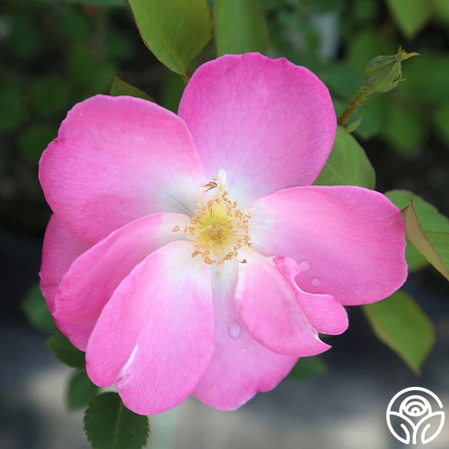 Angelina 4 Angelina - Image 4