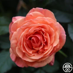 Anna's Promise -FloraFinesse Shop Anna s Promise 12