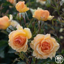 Anne Harkness® 9 Anne Harkness® -FloraFinesse Shop Anne Harkness 06