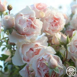 Anne Hathaway™ -FloraFinesse Shop Anne Hathway 122