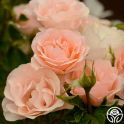 Anne Hathaway™ -FloraFinesse Shop Anne Hathway 15