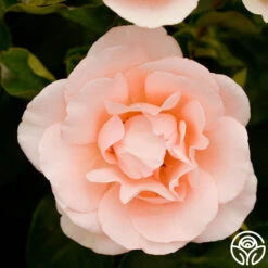 Anne Hathaway™ -FloraFinesse Shop Anne Hathway 17