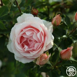 Anne Hathaway™ -FloraFinesse Shop Anne Hathway 188