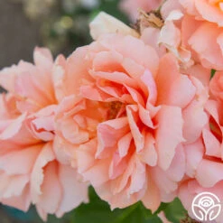 Apricot Candy™ 14 Apricot Candy™ -FloraFinesse Shop Apricot Candy 01