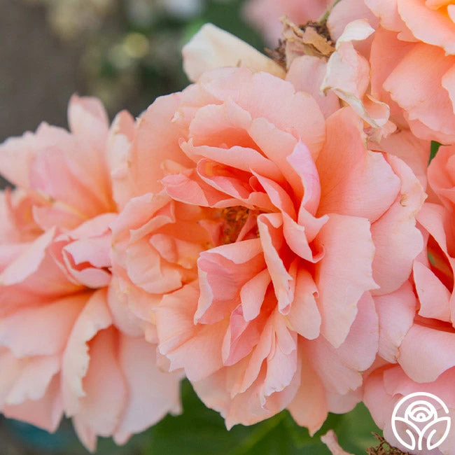 Apricot Candy™ 6 Apricot Candy™ - Image 6