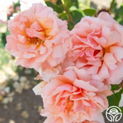 Apricot Candy™ 13 Apricot Candy™ -FloraFinesse Shop Apricot Candy 013