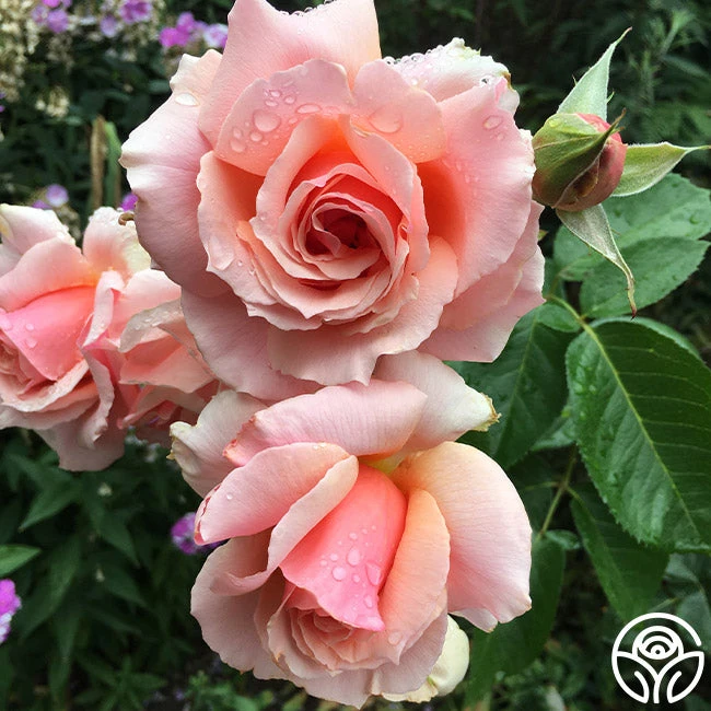 Apricot Candy™ 2 Apricot Candy™ - Image 2