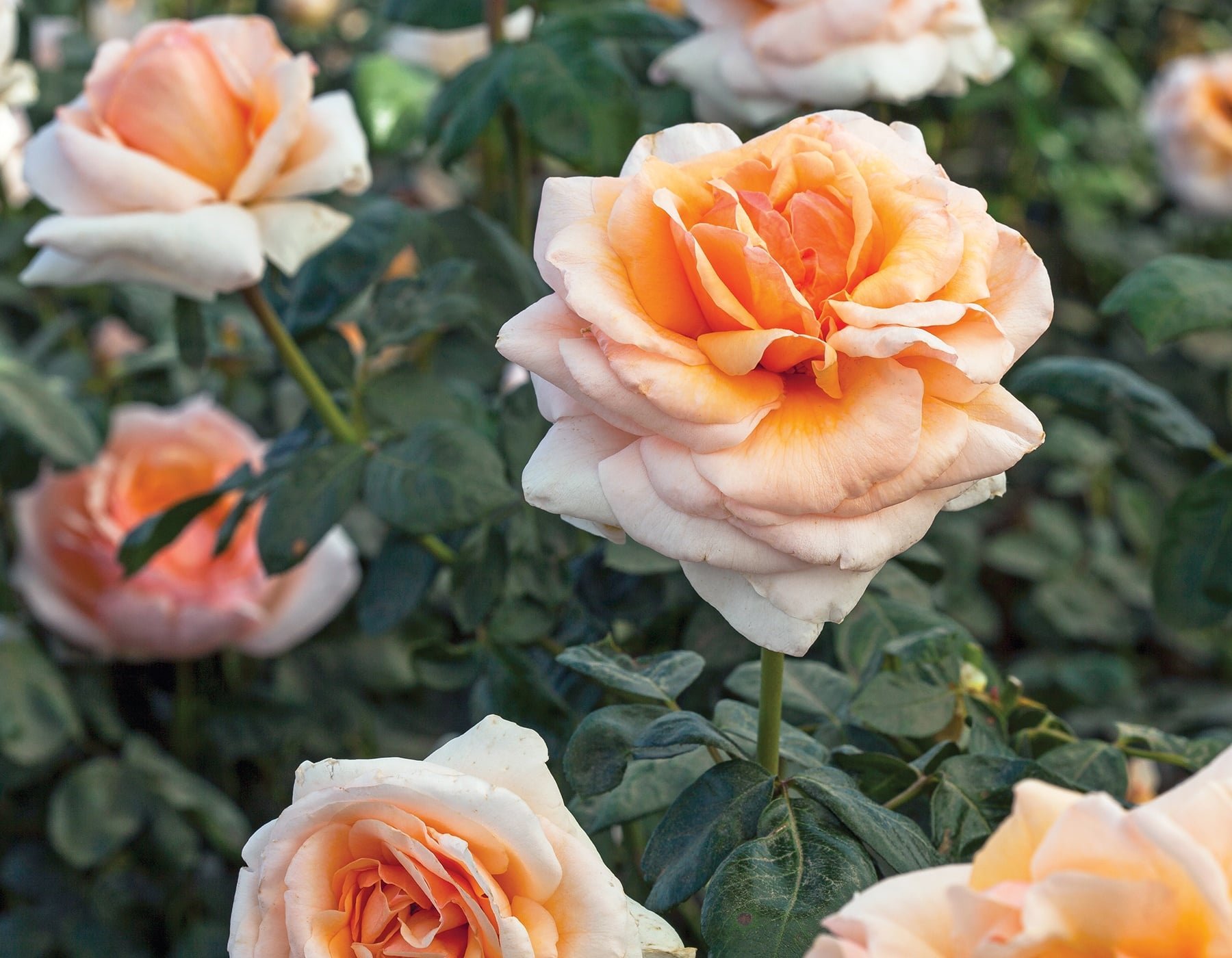 Front Page 4 Front Page -FloraFinesse Shop Apricots N Cream 004