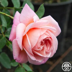 April Love™ -FloraFinesse Shop April Love 06