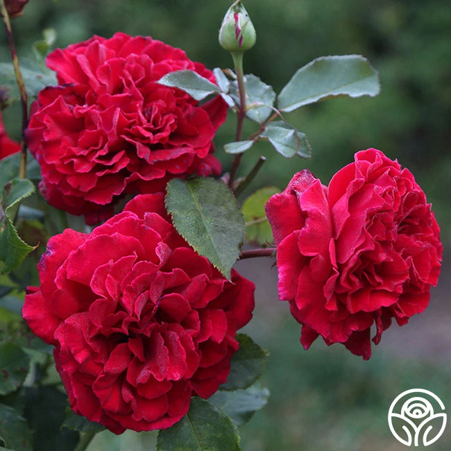 Because She Served® 2 Because She Served® - Image 2