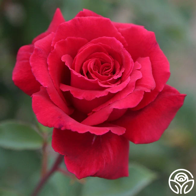 Because She Served® 1 Because She Served®