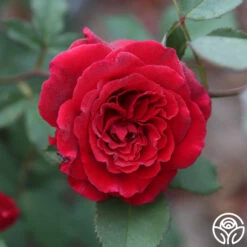 Because She Served® 15 Because She Served® -FloraFinesse Shop Because She Served 014