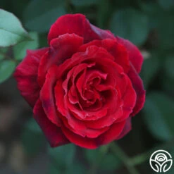 Because She Served® 13 Because She Served® -FloraFinesse Shop Because She Served 016