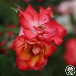 Betty Boop™ 11 Betty Boop™ -FloraFinesse Shop Betty Boop 111