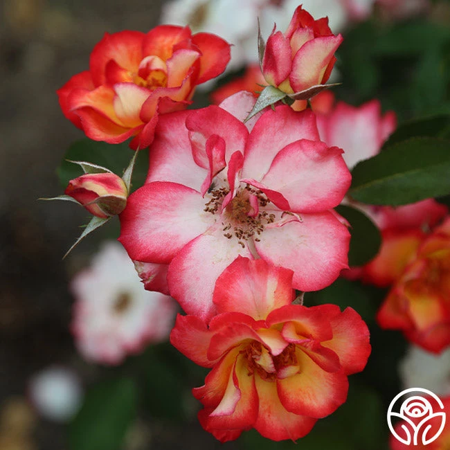 Betty Boop™ 2 Betty Boop™ - Image 2