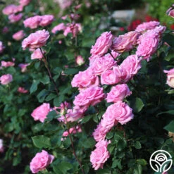 Eleganza® Beverly -FloraFinesse Shop Beverly 11