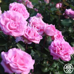 Eleganza® Beverly -FloraFinesse Shop Beverly 15