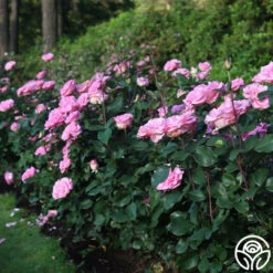 Eleganza® Beverly -FloraFinesse Shop Beverly 16