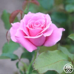 Bewitched -FloraFinesse Shop Bewiched 12