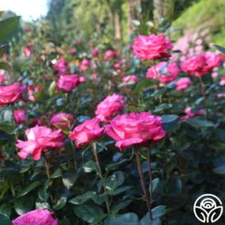 Big Momma™ -FloraFinesse Shop Big Momma 11