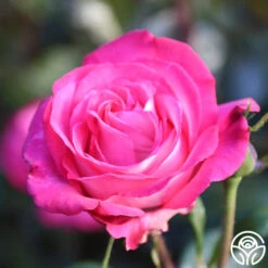 Big Momma™ -FloraFinesse Shop Big Momma 12