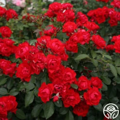 Black Forest Rose® -FloraFinesse Shop Black Forest Rose 034