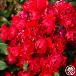 Black Forest Rose® -FloraFinesse Shop Black Forest Rose 04