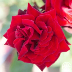 Black Pearl -FloraFinesse Shop Black Pearl 11