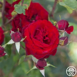 Black Pearl -FloraFinesse Shop Black Pearl 15