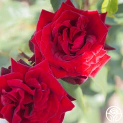 Black Pearl -FloraFinesse Shop Black Pearl 16