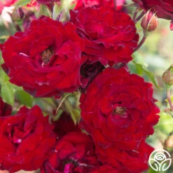 Black Pearl -FloraFinesse Shop Black Pearl 18