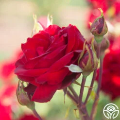 Black Pearl -FloraFinesse Shop Black Pearl 19