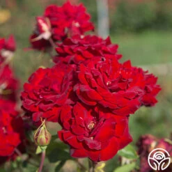 Black Pearl -FloraFinesse Shop Black Pearl 20