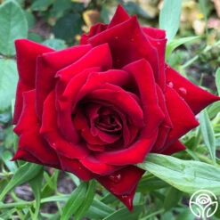 Black Pearl -FloraFinesse Shop Black Pearl 11