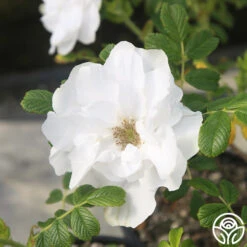 Blanc Double De Coubert -FloraFinesse Shop Blanc Double de Coubert 22